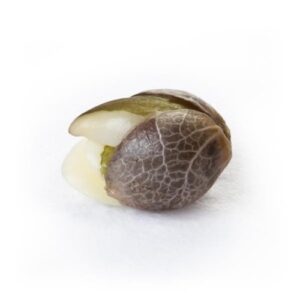 Chocolate Haze Seeds (10 pack)