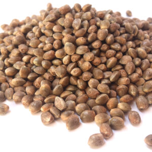 Critical Kush Seeds (10 pack)