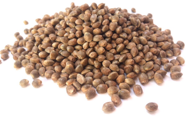 Critical Kush Seeds (10 pack)