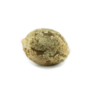 Easy Bud Seeds (10 pack)