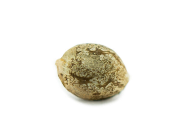 Easy Bud Seeds (10 pack)