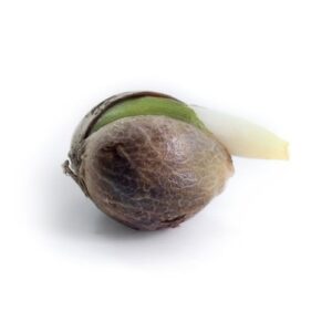 Lemon Shining Silver Haze Seeds (10 pack)