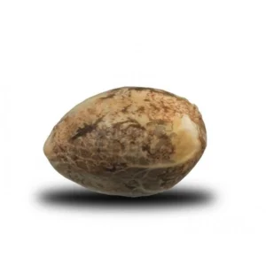 OG Kush Seeds (10 pack)