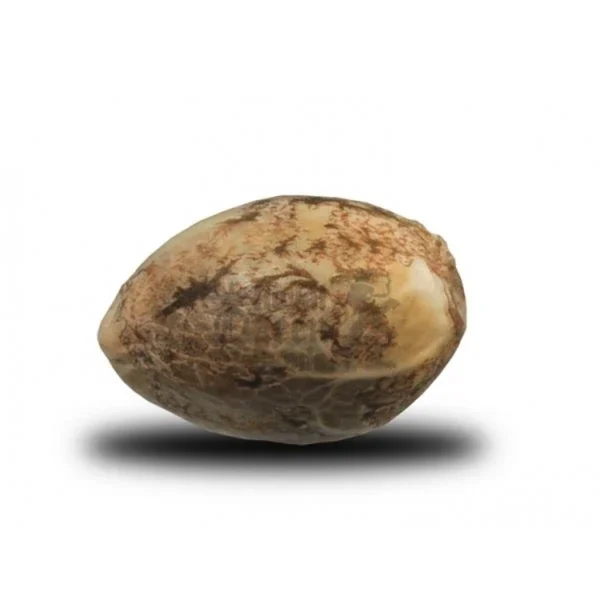 OG Kush Seeds (10 pack)
