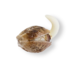 Pineapple Kush Seeds (10 pack)