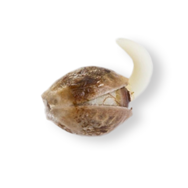 Pineapple Kush Seeds (10 pack)