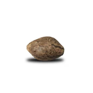 Somango XL Seeds (10 pack)