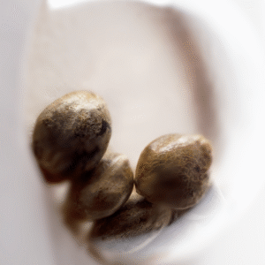 White Skunk Feminized Seeds (10 pack)