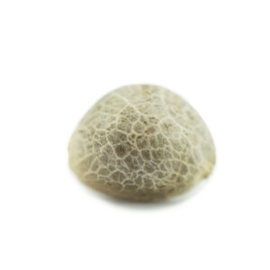 White Widow Seeds (10 pack)