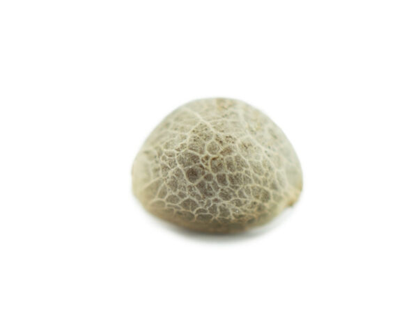 White Widow Seeds (10 pack)